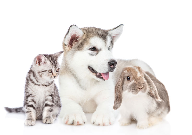 So meistern Sie den Alltag  mit Hund…