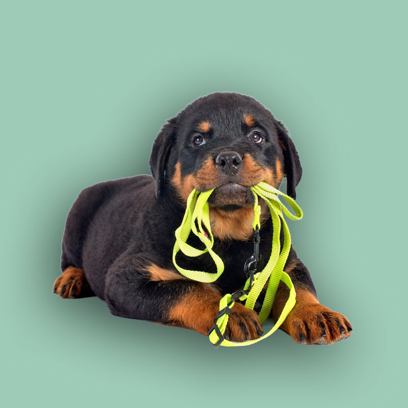 So meistern Sie den Alltag&nbsp; mit Hund…